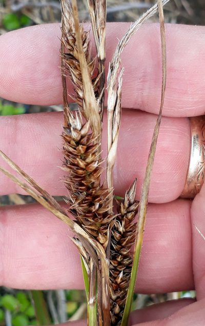 Carex chathamica, photographed by Peter de Lange