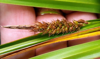 Carex chathamica, photographed by Peter de Lange