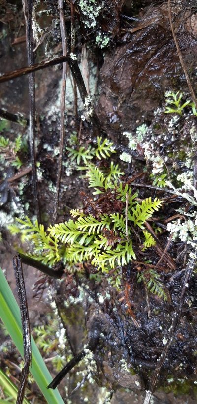 Elaphoglossum furcatum, photographed by purperlibel