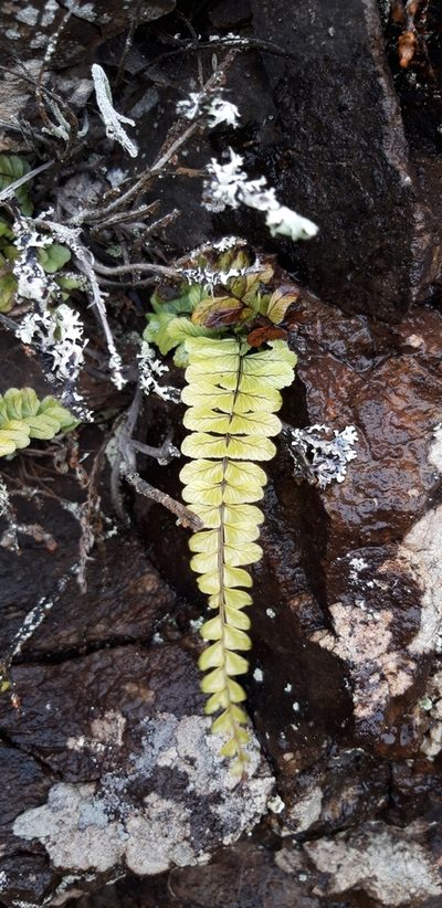 Asplenium lunulatum, photographed by purperlibel