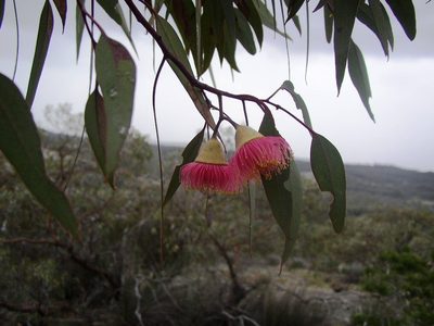 Eucalyptus caesia, photographed by Tony Rebelo