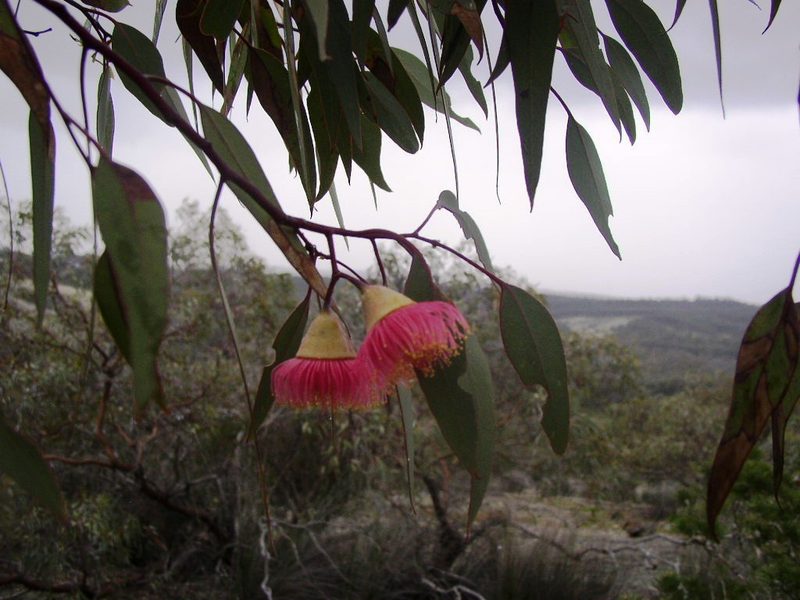 Eucalyptus caesia, photographed by Tony Rebelo