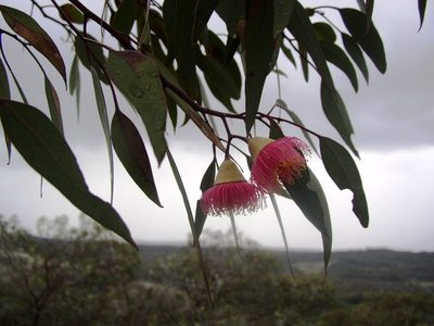 Eucalyptus caesia, photographed by Tony Rebelo