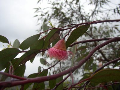 Eucalyptus caesia, photographed by Tony Rebelo