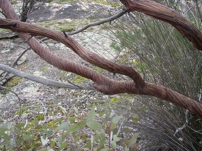 Eucalyptus caesia, photographed by Tony Rebelo