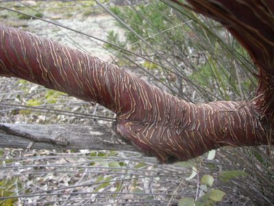 Eucalyptus caesia, photographed by Tony Rebelo