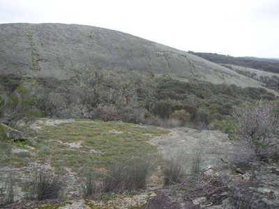 Eucalyptus caesia, photographed by Tony Rebelo