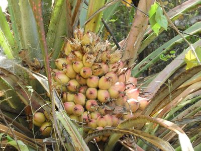 Bromelia hemispherica, photographed by Francisco Farriols Sarabia