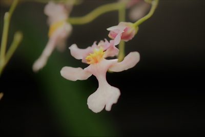 Oncidium sotoanum, photographed by Neptalí Ramírez Marcial