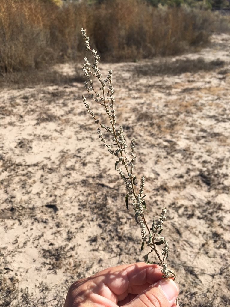 Chenopodium desiccatum, photographed by Cecelia Alexander