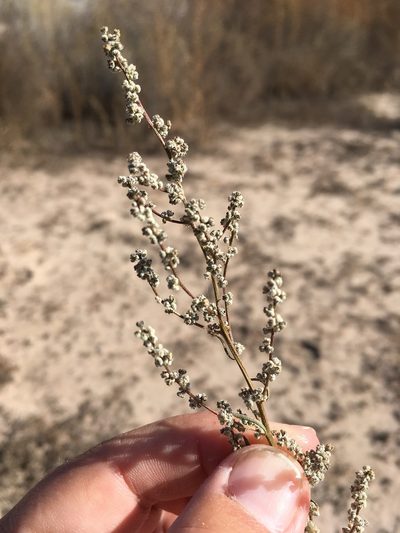 Chenopodium desiccatum, photographed by Cecelia Alexander