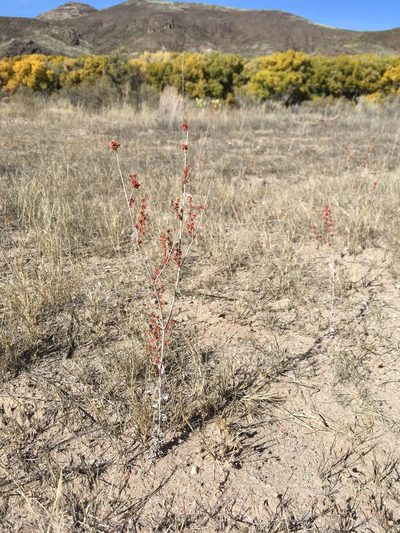 Eriogonum polycladon, photographed by Cecelia Alexander
