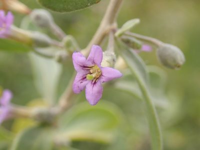 Lycium fremontii, photographed by John Brew