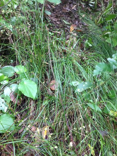 Carex longebrachiata, photographed by Tim Park