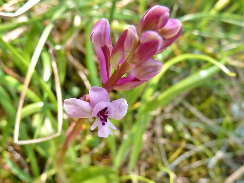 Orchis brancifortii, photographed by Thibaud Aronson