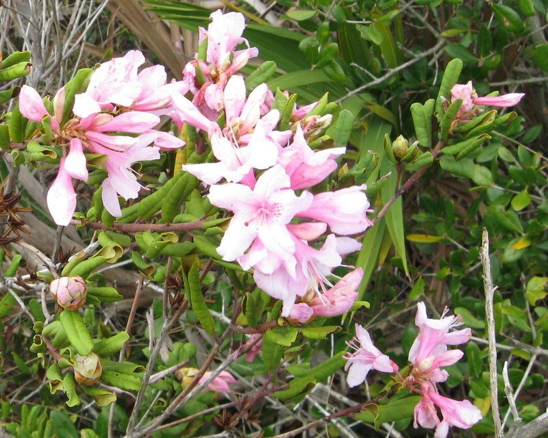 Rhododendron chapmanii, photographed by mfeaver