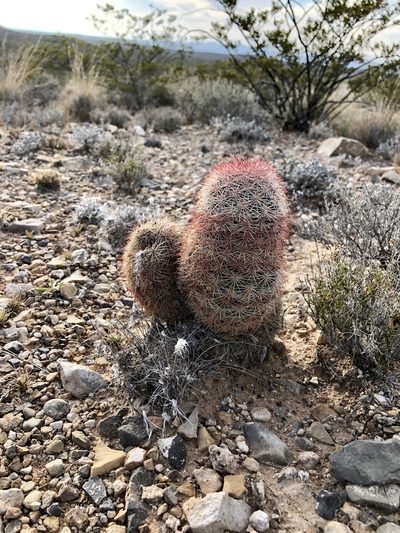 Echinocereus dasyacanthus, photographed by CK2AZ