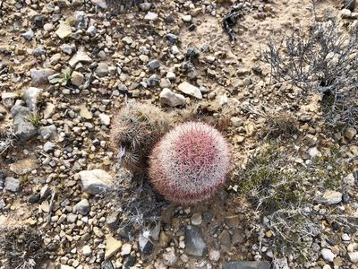 Echinocereus dasyacanthus, photographed by CK2AZ