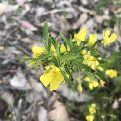 Hibbertia racemosa, photographed by Ann Bentley