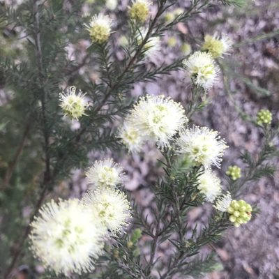 Kunzea glabrescens, photographed by Ann Bentley