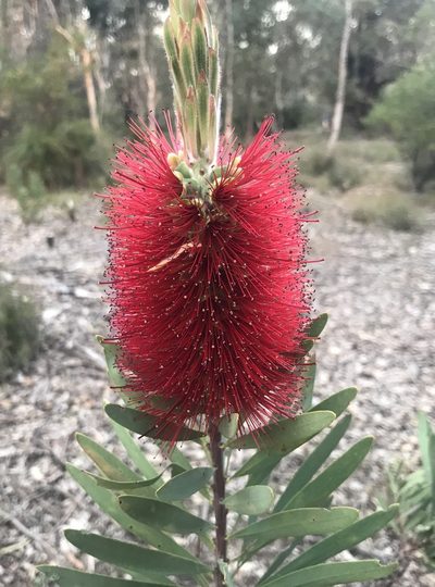 Melaleuca glauca, photographed by Ann Bentley