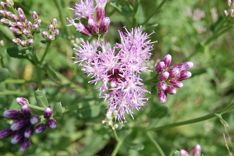 Saussurea salsa, photographed by Alexander Dubynin