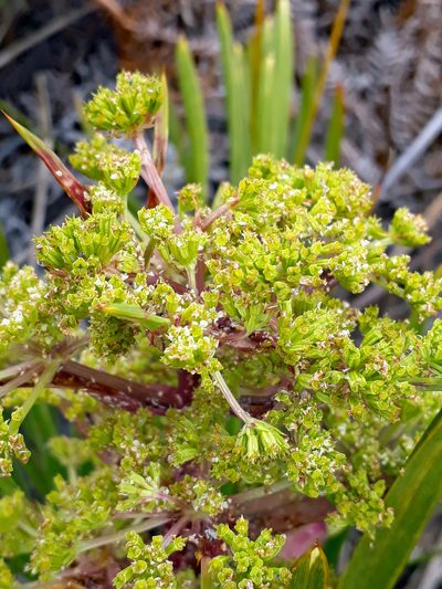 Aciphylla traversii, photographed by Peter de Lange