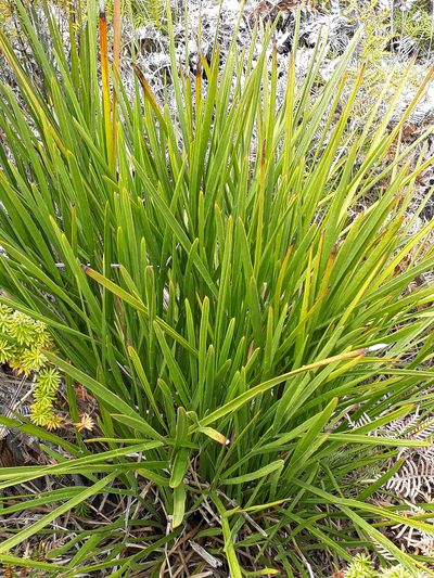 Aciphylla traversii, photographed by Peter de Lange