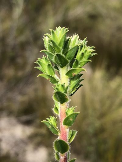 Diosma awilana, photographed by Dave U