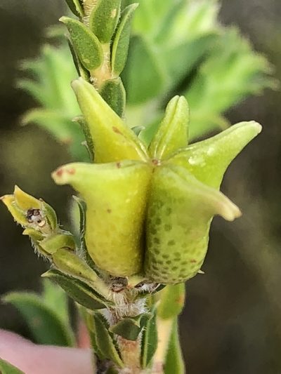 Diosma awilana, photographed by Dave U