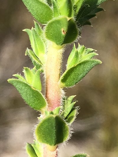 Diosma awilana, photographed by Dave U