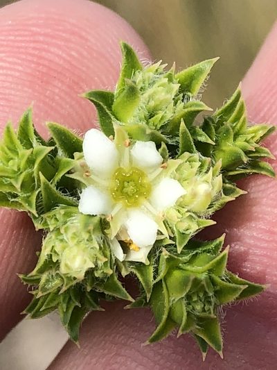 Diosma awilana, photographed by Dave U