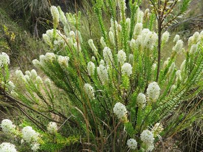 Microdon parviflorus, photographed by linkie