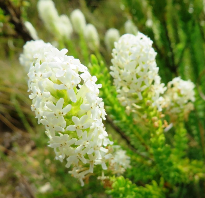 Microdon parviflorus, photographed by linkie