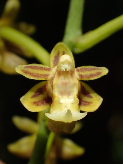 Cleisostoma paniculatum, photographed by 葉子