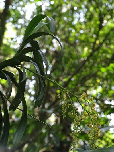 Cleisostoma paniculatum, photographed by 葉子
