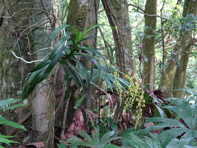 Cleisostoma paniculatum, photographed by 葉子