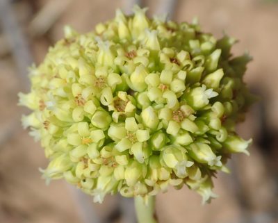 Crassula ciliata, photographed by Nicola van Berkel