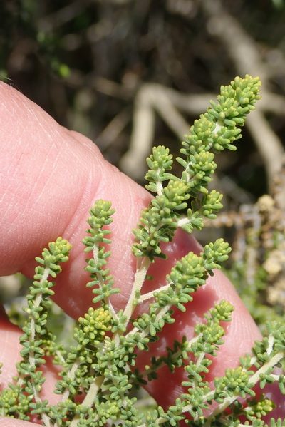 Aspalathus obtusifolia, photographed by Nicola van Berkel