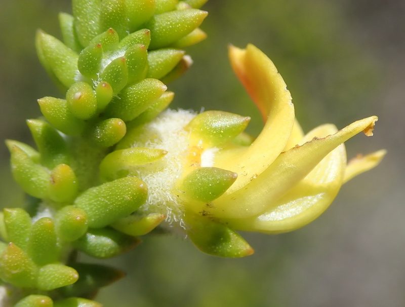 Aspalathus odontoloba, photographed by Nicola van Berkel