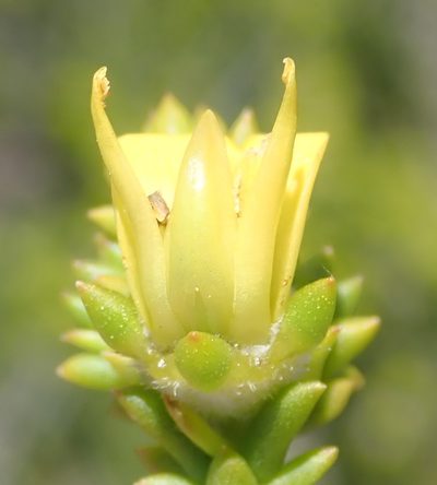 Aspalathus odontoloba, photographed by Nicola van Berkel