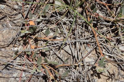 Hermannia decumbens, photographed by Nicola van Berkel