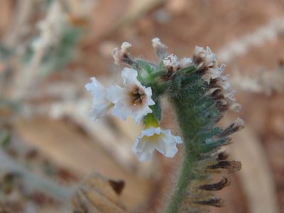 Heliotropium hirsutissimum, photographed by Daniel Cahen