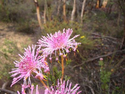 Isopogon crithmifolius, photographed by Tony Rebelo