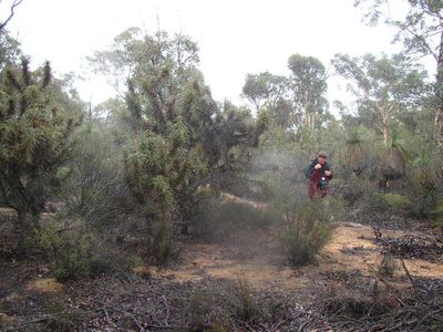 Xanthorrhoea drummondii, photographed by Tony Rebelo