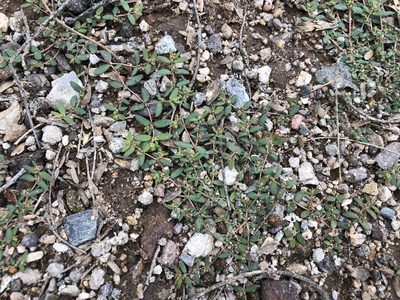 Euphorbia abramsiana, photographed by CK2AZ