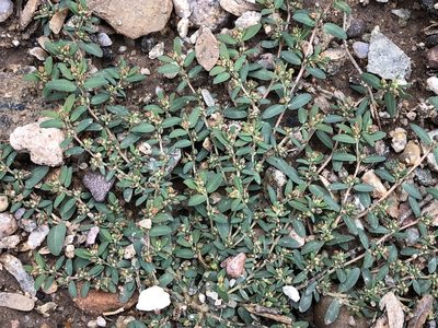 Euphorbia abramsiana, photographed by CK2AZ