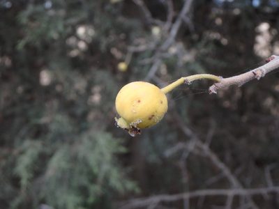 Crataegus azarolus, photographed by Daniel Cahen
