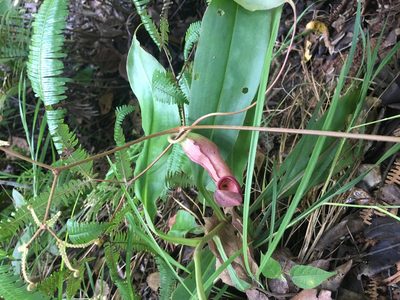 Nepenthes mirabilis, photographed by Ryan McMinds