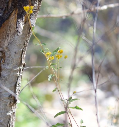 Aldama brandegeei, photographed by Bill Levine